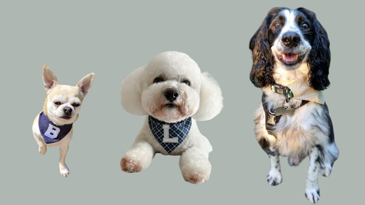 Three different sized dogs wearing bandanas from Happy Harvey Company